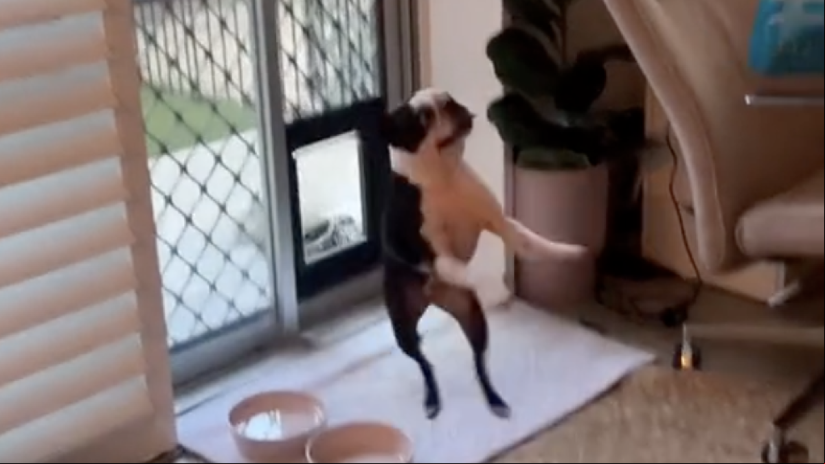 La eufórica reacción de una boston terrier cuando por fin aprende a usar la puerta para perros que le han instalado en casa