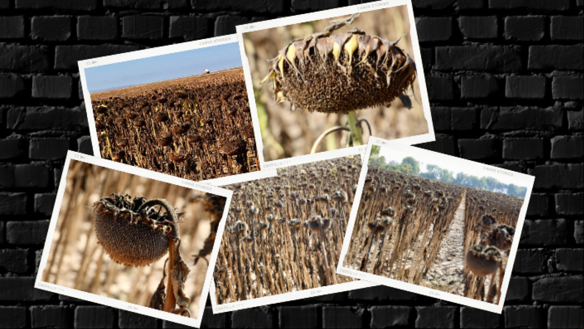Girasoles secos, el símbolo del fin del verano en el Empordà