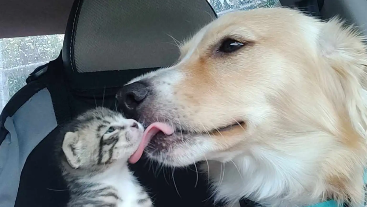 Así es Mocha, la perra que ayuda a su dueño a criar gatitos adoptivos: “Se cree su mamá”