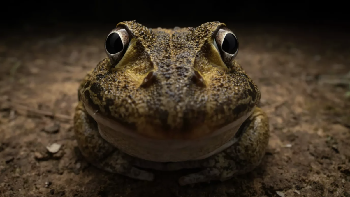 La naturaleza tiene sentido del humor: las fotos más graciosas de la vida salvaje