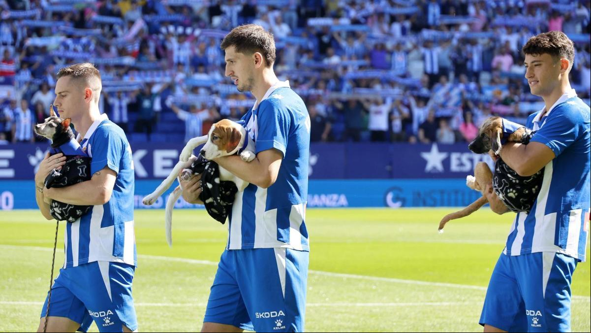 El bello gesto del Espanyol: los jugadores saltan al campo con 11 perros sin hogar