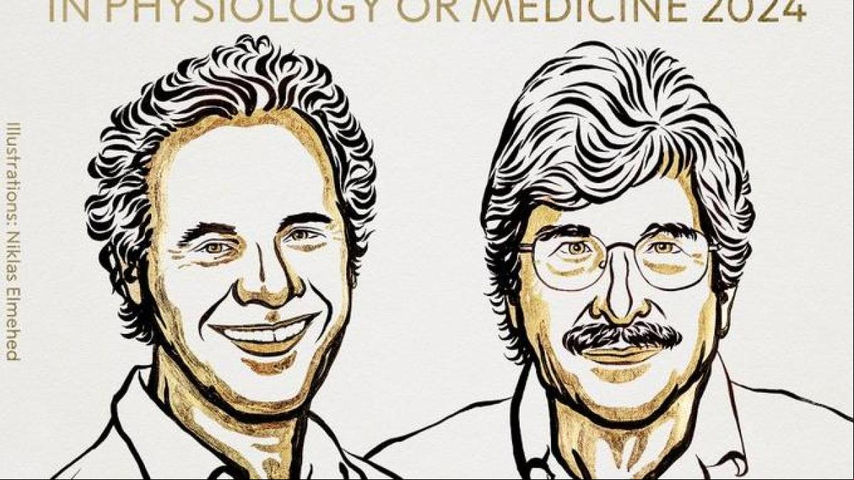 Los microARN que regulan la producción de proteínas en las células ganan el Nobel de Medicina