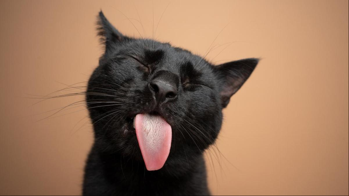 ¿Por qué los gatos sacan la lengua y por qué deberías vigilarlo?
