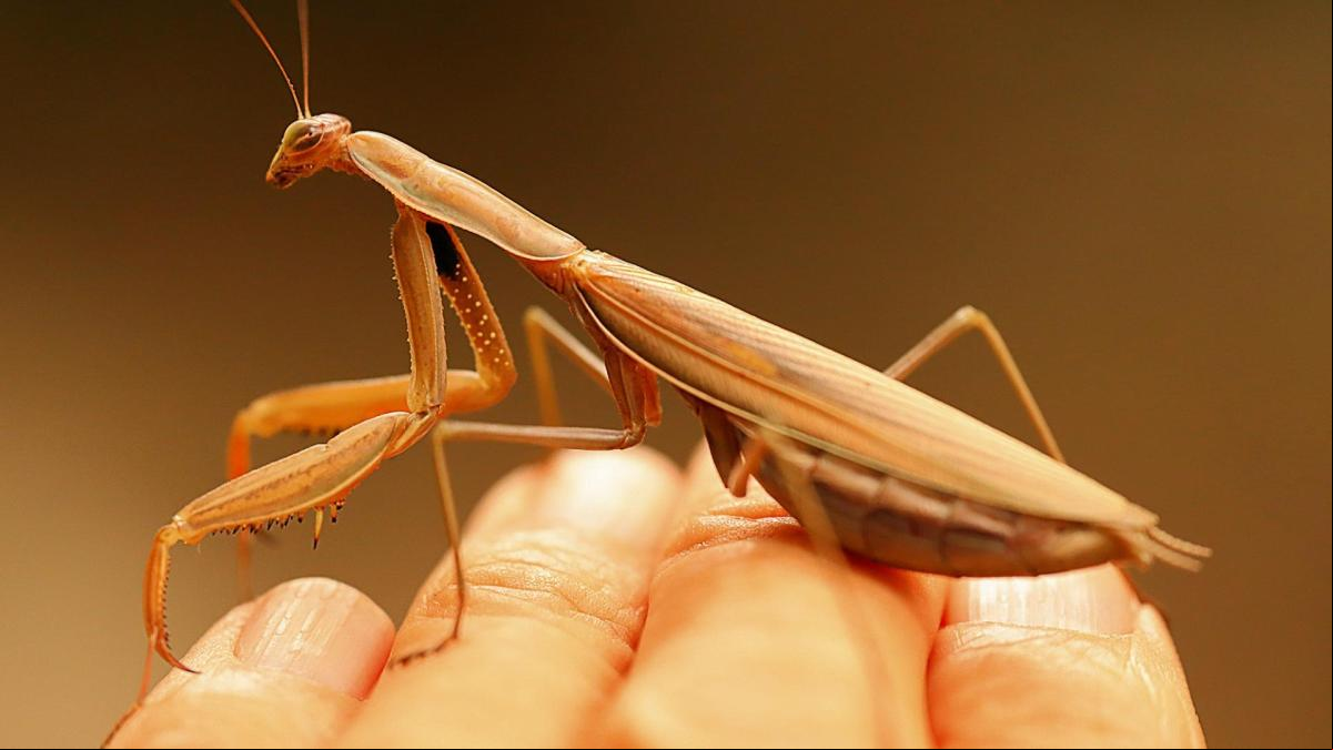 La mantis religiosa más presumida
