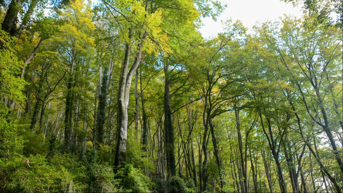 Las hayas gigantes de la Fageda de la Grevolosa