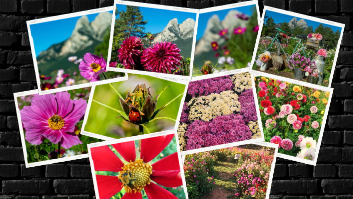El jardín de las dalias del Pedraforca