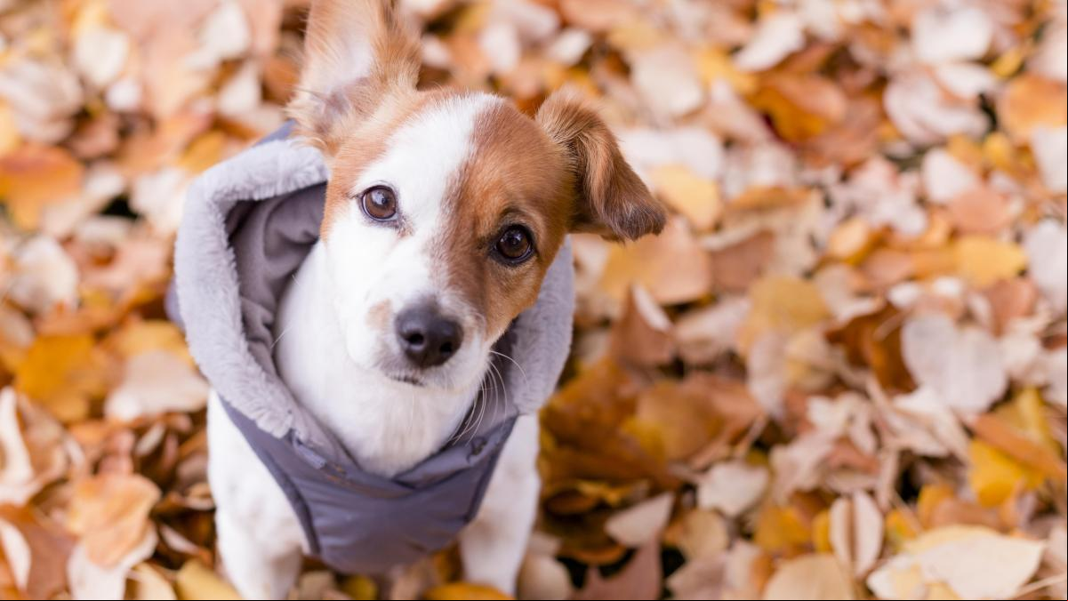 Chubasqueros, abrigos y rios para proteger a tu perro del frío y la lluvia en invierno
