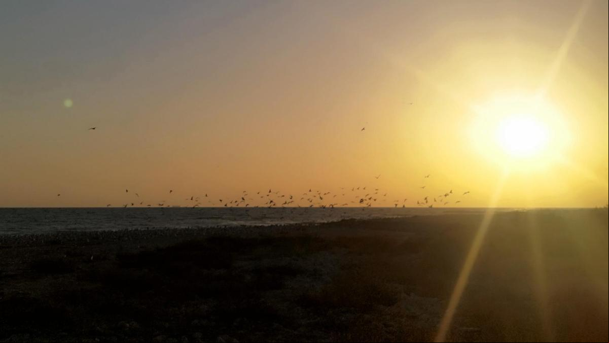 El atardecer de las aves en el delta del río Foix