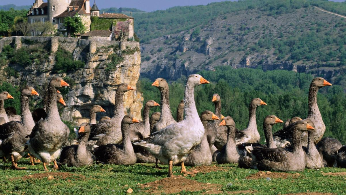 Foie gras sin cebar al pato: así es el nuevo método desarrollado por científicos alemanes
