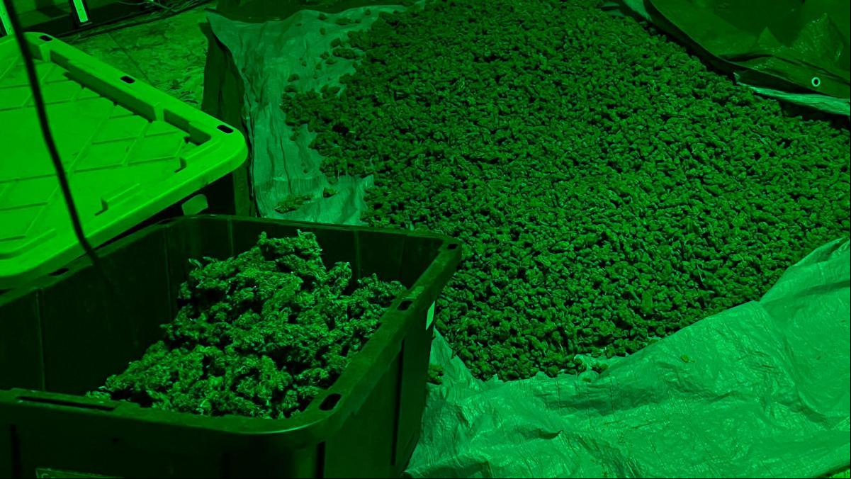 Desmantelada una plantación de marihuana protegida por un perro peligroso en Riumors