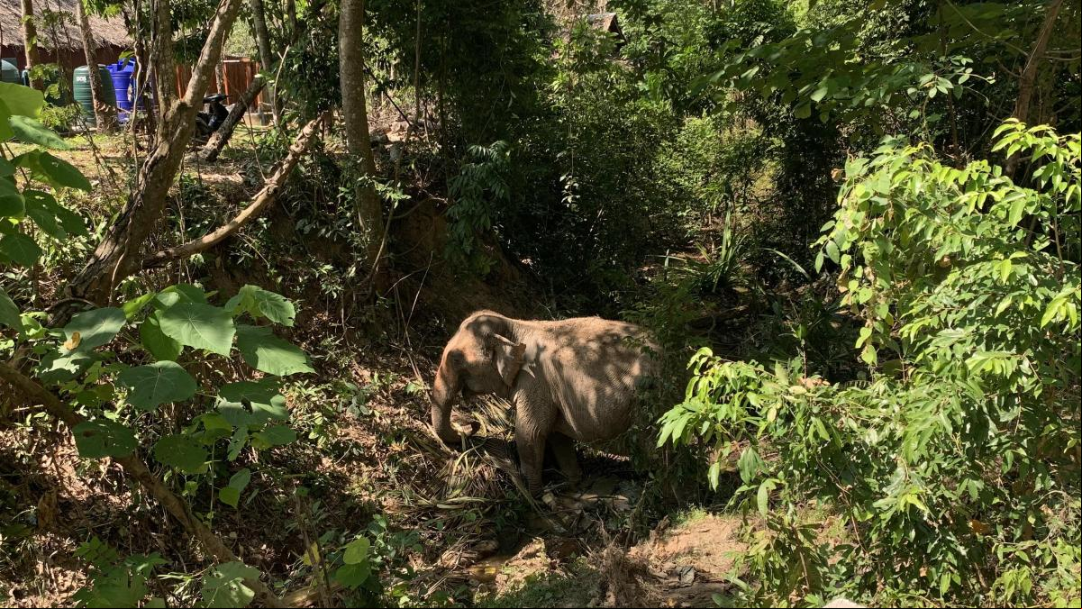 Tailandia inyectará anticonceptivos a las elefantas salvajes para disminuir su población