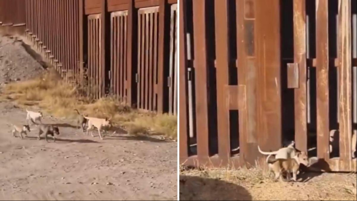La hilarante escena en la que cinco perros atraviesan la frontera entre México y EE.UU: “Perritos migrantes”