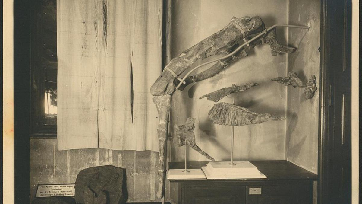 El dinosaurio recién descubierto y cuyos restos fueron destruidos en la Segunda Guerra Mundial