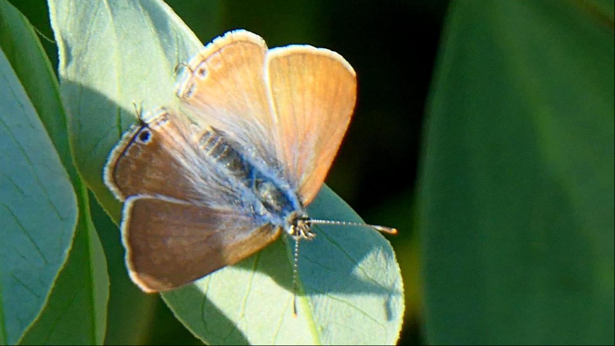La mariposa hiperactiva en invierno