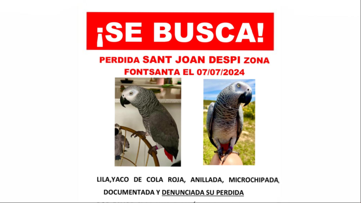 Sin rastro de Lila, la yaco de cola roja desaparecida en Barcelona