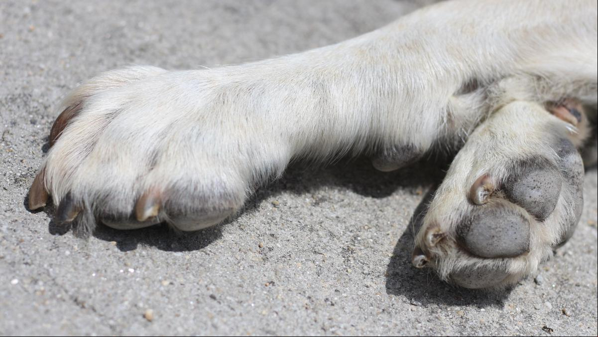 Ahorcan y cuelgan a una valla a un perro mastín en Sevilla: “Ojalá pagues en esta vida todo el sufrimiento que esta pequeña ha pasado”