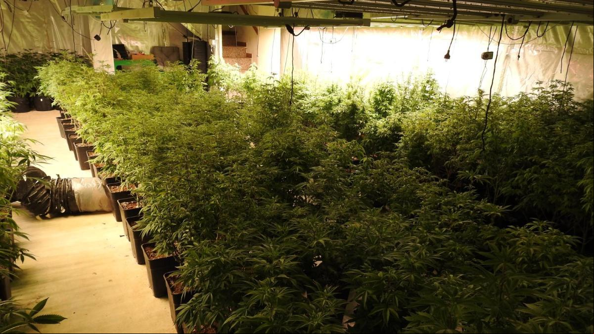 Dos detenidos tras desmantelar una plantación de marihuana en Arenys de Munt
