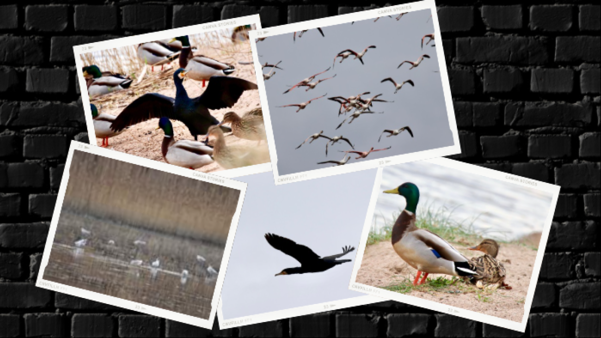Observación de aves en Les Basses den Coll
