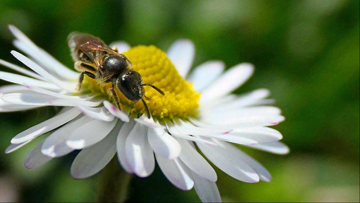 ¿Es cierto que el sudor atrae a las abejas?