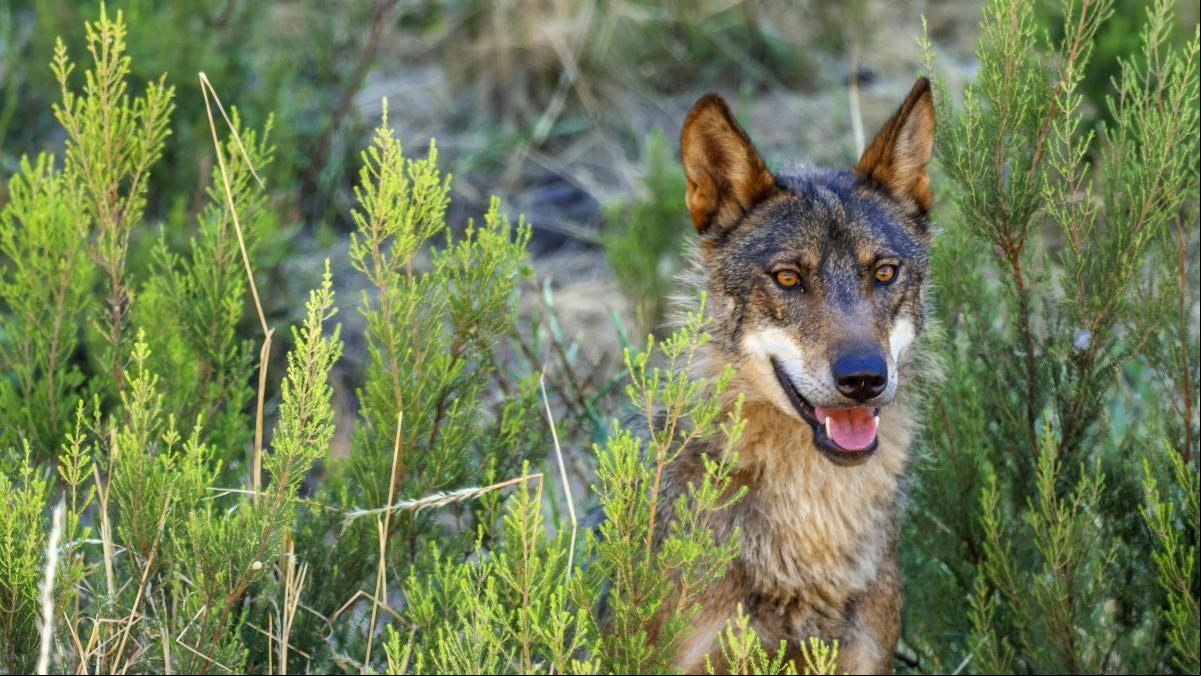 Catalunya, única comunidad “en buen camino” en las políticas para evitar conflictos con el lobo