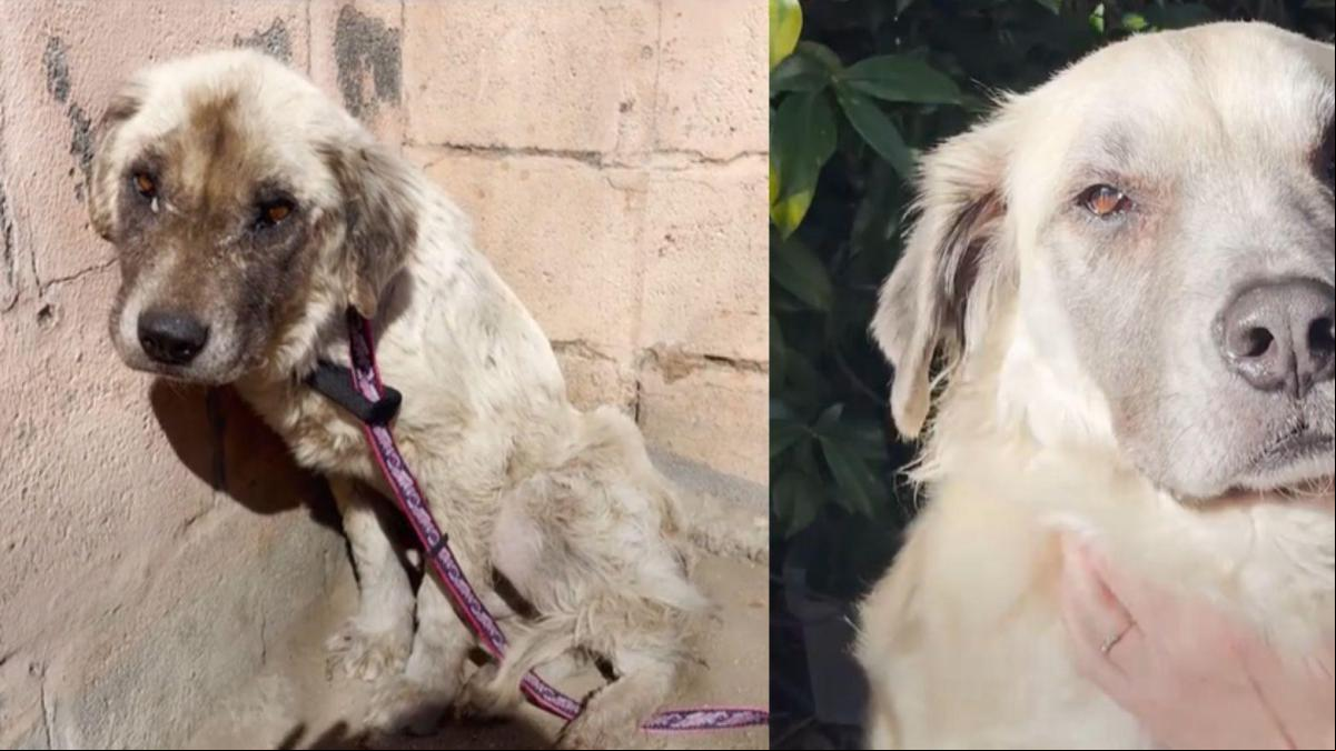 Rescatan a un perro de una familia que no le cuidaba bien y su recuperación enternece: “Su cambio es increíble”
