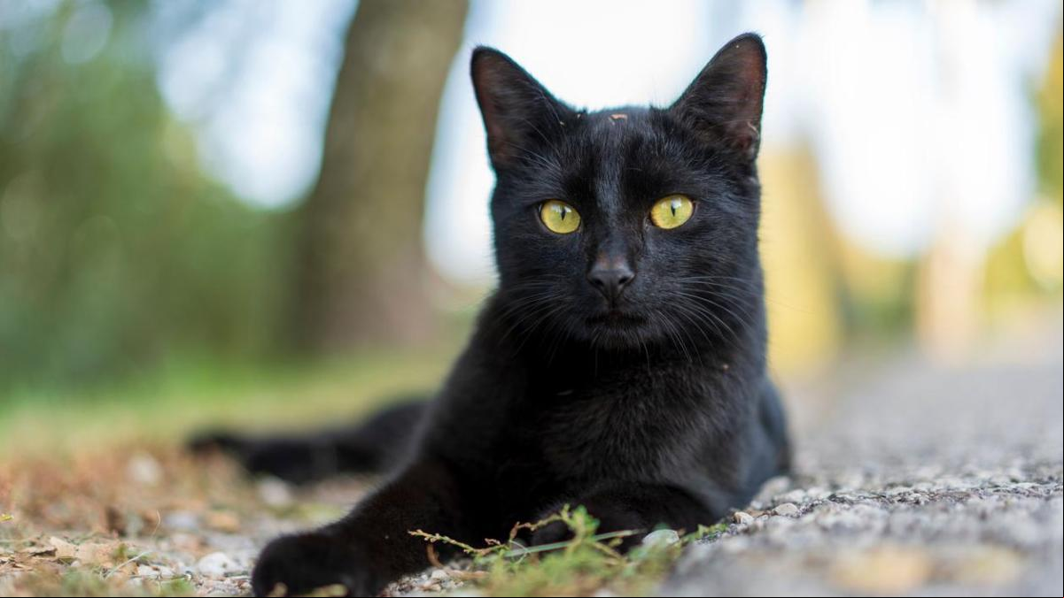 Los barcos españoles de la expedición de Tristán de Luna fueron los que llevaron los primeros gatos a Norteamérica en 1559