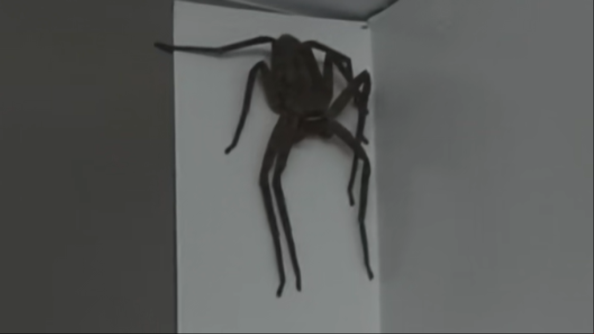 Un australiano encuentra una araña gigante en su casa y millones de personas alucinan: “¿Ya tiene llaves de la casa?”