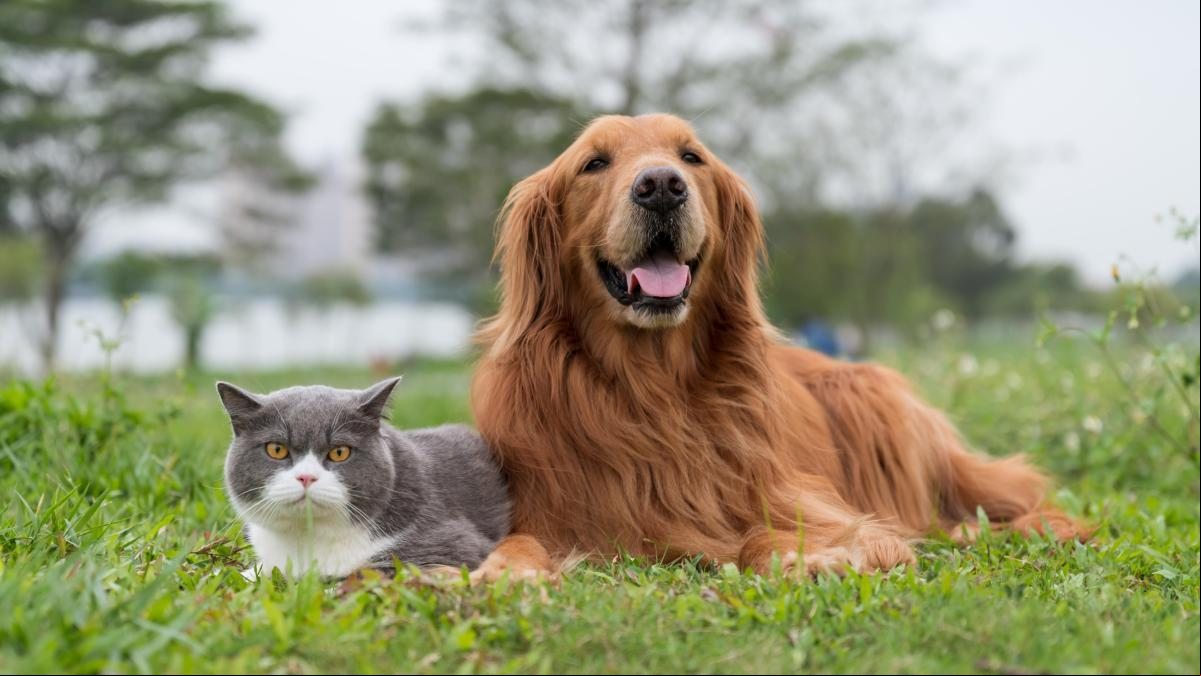 Collares, pipetas o comprimidos: la guía definitiva para desparasitar a tu perro o gato