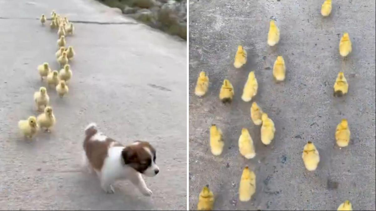 La emotiva escena en la que un cachorro de perro dirige a un grupo de pollitos recién nacidos: “El líder de la manada”