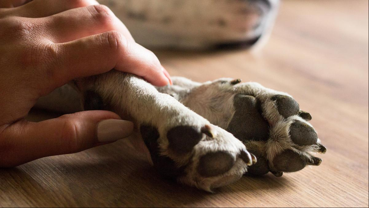 La pérdida de tu perro o gato, un momento difícil: “Dicen que algunos amores llegan sin palabras, con una mirada o un ronroneo en el momento justo”