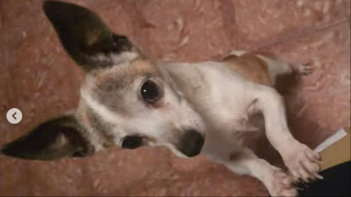 Decapitan al perro y dejan su cabeza en la puerta de sus propietarios