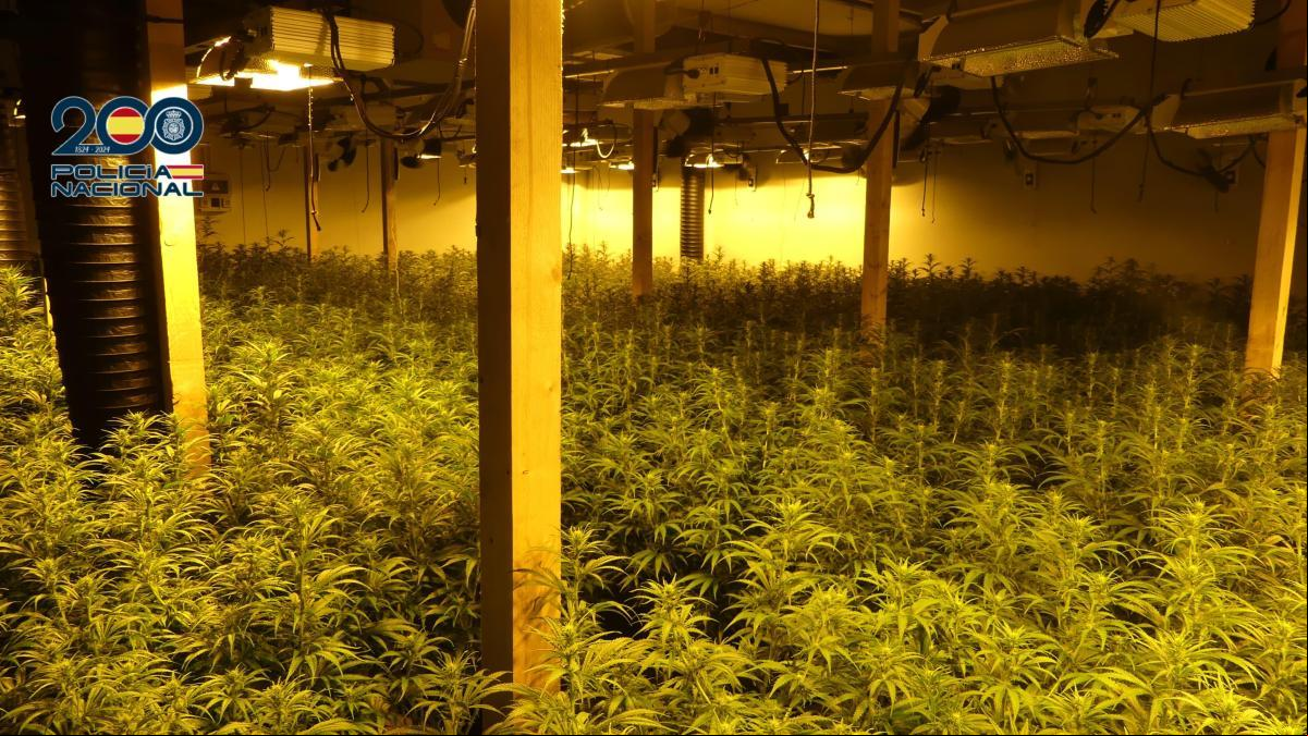 Cae una banda que cultivaba marihuana en Teruel y Castellón
