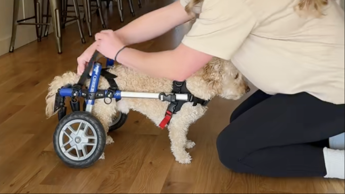 Una joven con un caniche con parálisis consigue que ande con silla de ruedas y enternece: “No es por ser dramática pero moriría por él”
