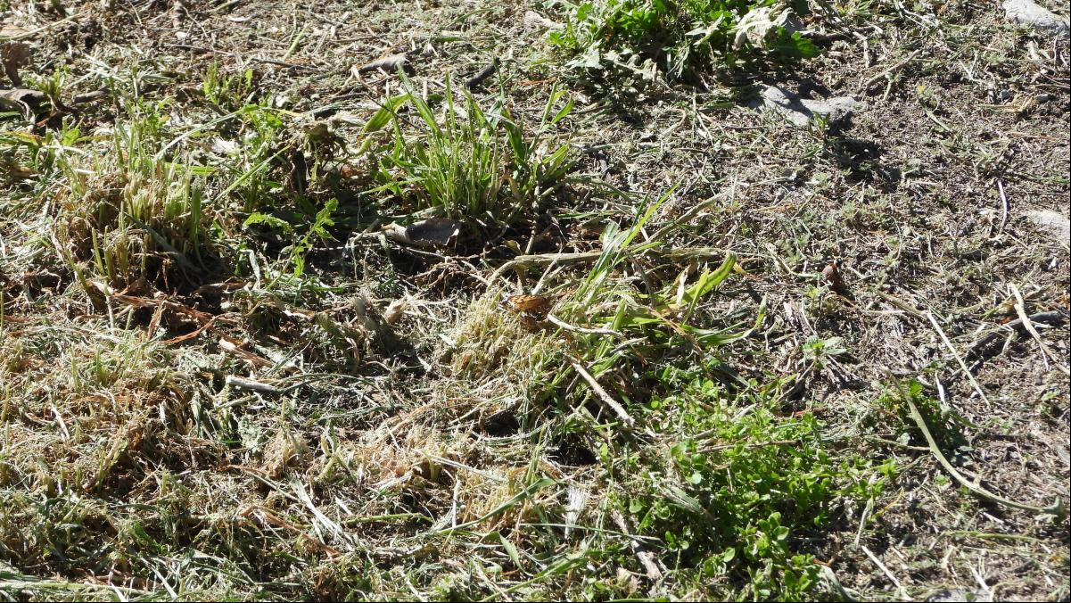 Reto visual: ¿Eres capaz de encontrar a la mariposa en menos de 30 segundos?