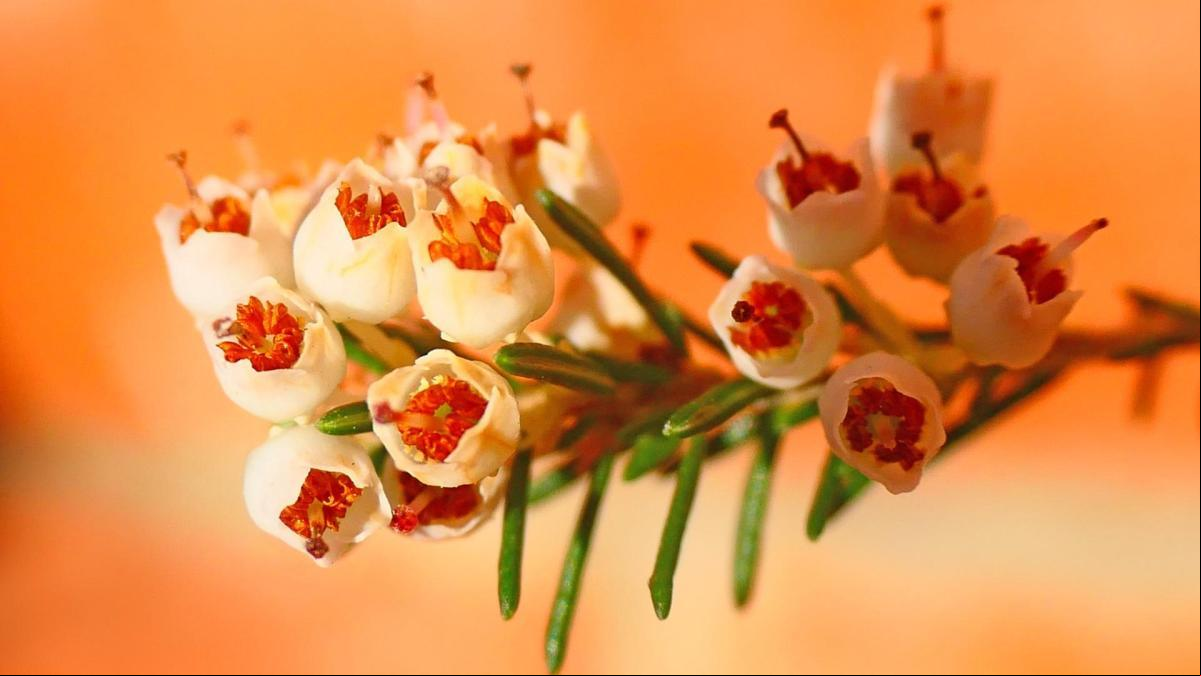 Erica lusitanica, el brezo de la primavera