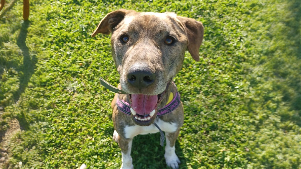 Ayuda a Doggy, un perro de 2 años que ha pasado su vida entre rejas y necesita un hogar para conocer la felicidad
