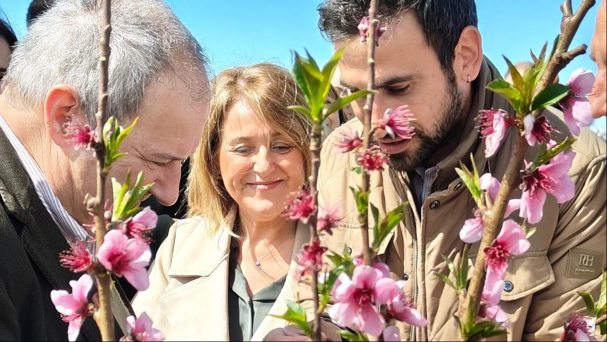 Aitona atrae a 20.000 personas a sus campos floridos de melocotón