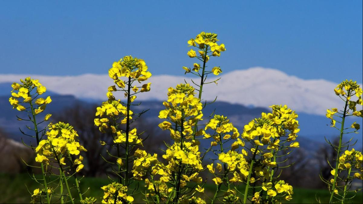 La primavera eclosiona en Malla