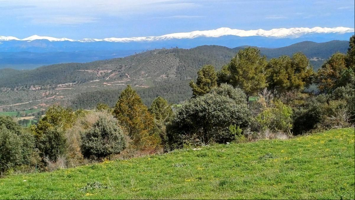 El bigote blanco de los Pirineos