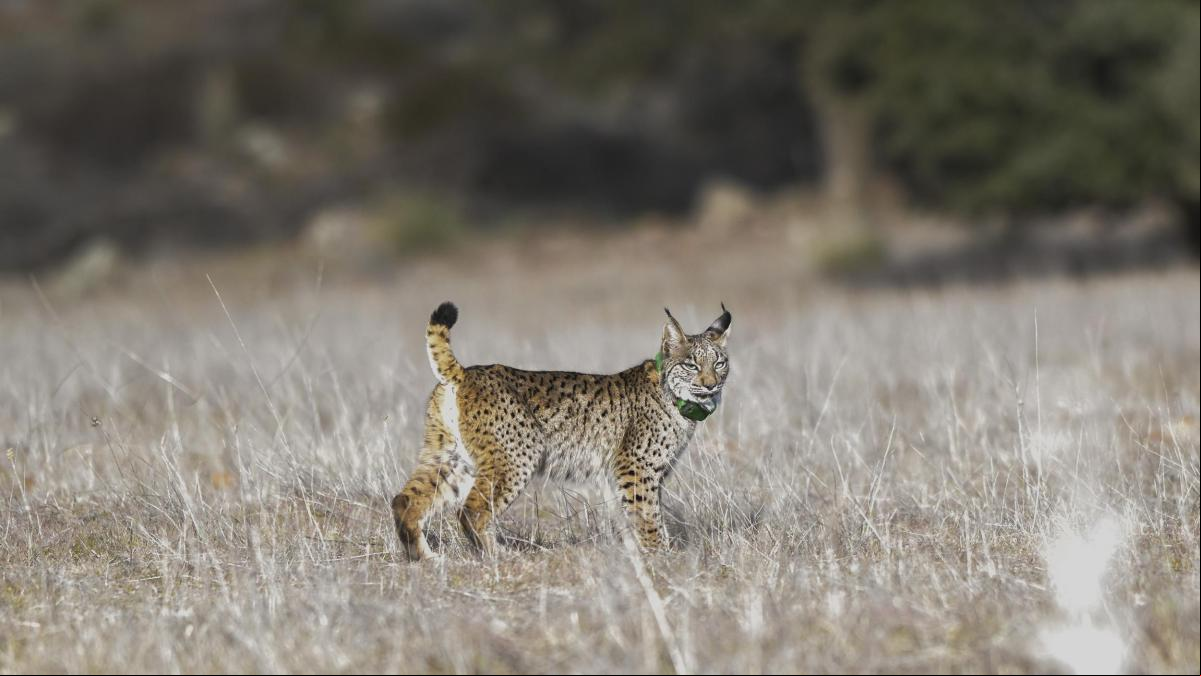 El lince bloquea la explotación del mayor yacimiento de tierras raras