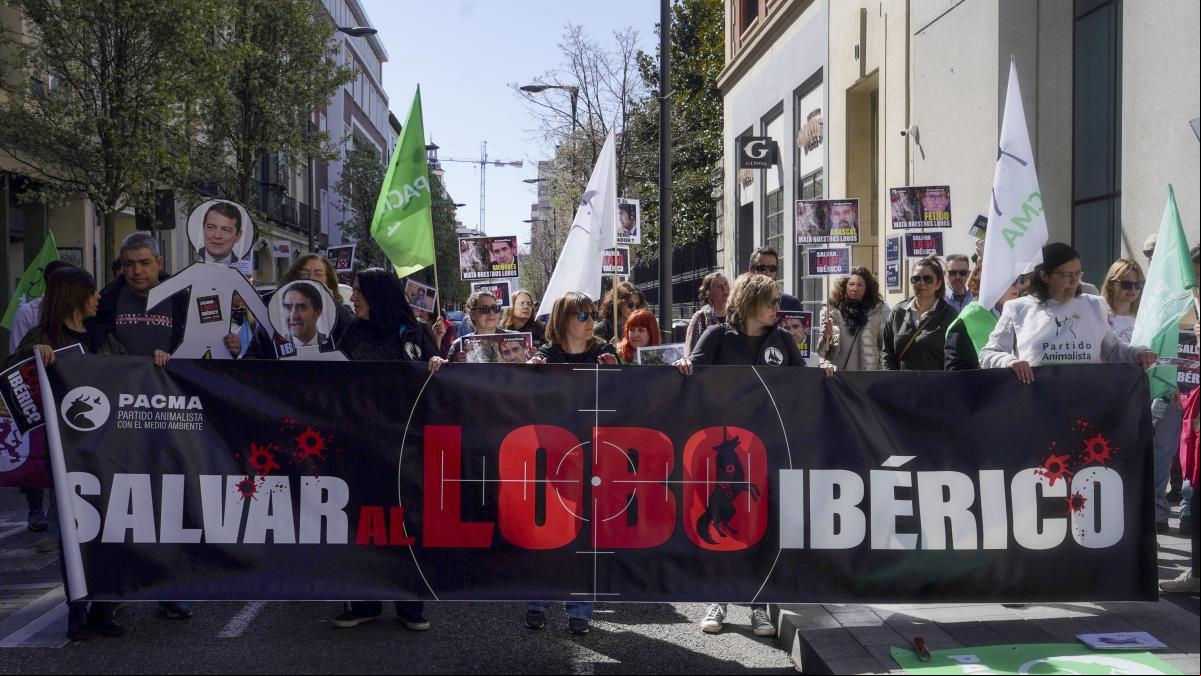 Cientos de personas salen a la calle en protesta contra la caza del lobo al norte del Duero
