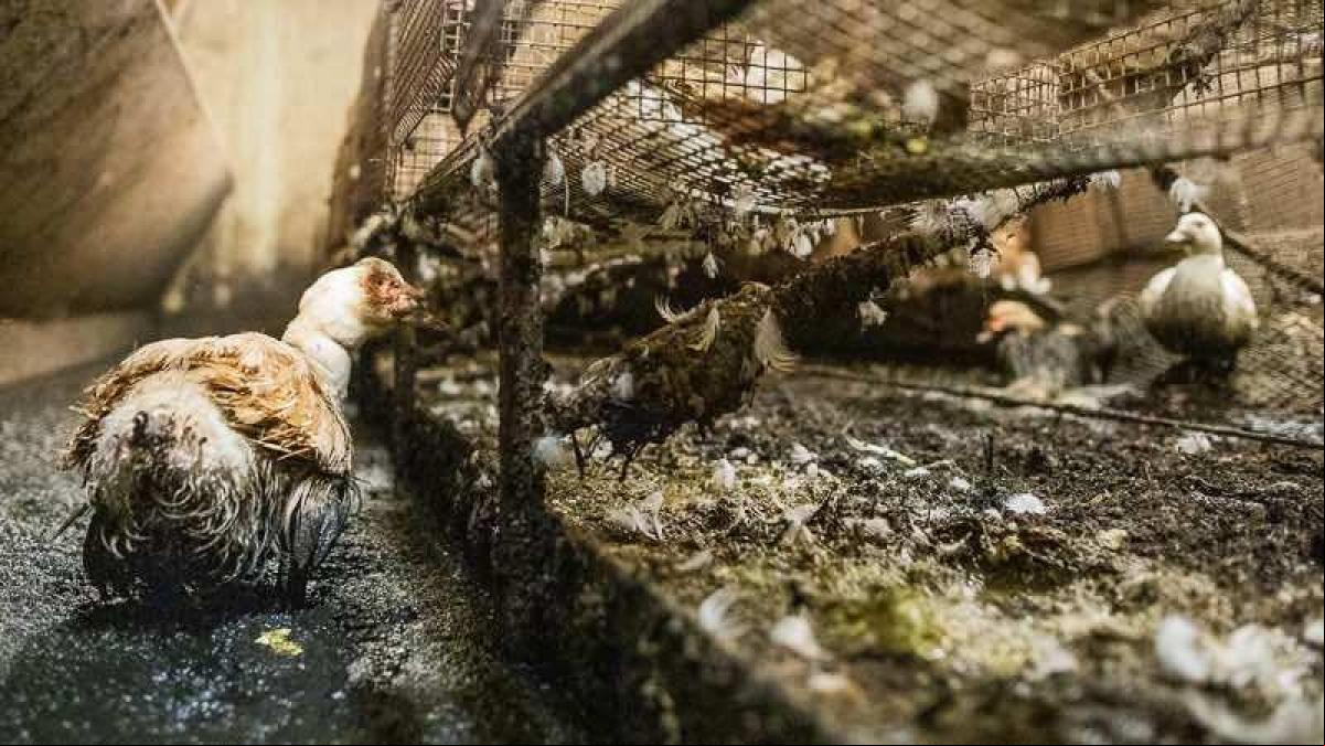 Quince meses de cárcel para un avicultor “ecológico” que mató de hambre a 170 ocas Quince meses de cárcel para un avicultor “ecológico” que mató de hambre a 170 ocas