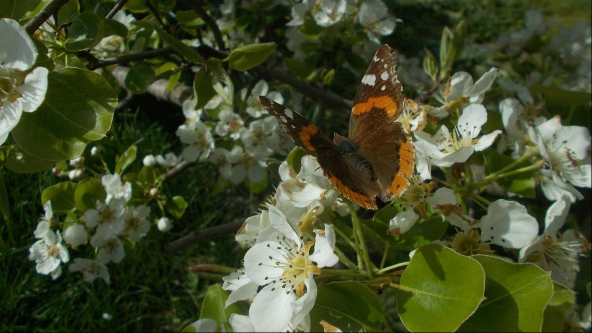 La mariposa del manzano del parque de la Quinta de Torre Arias