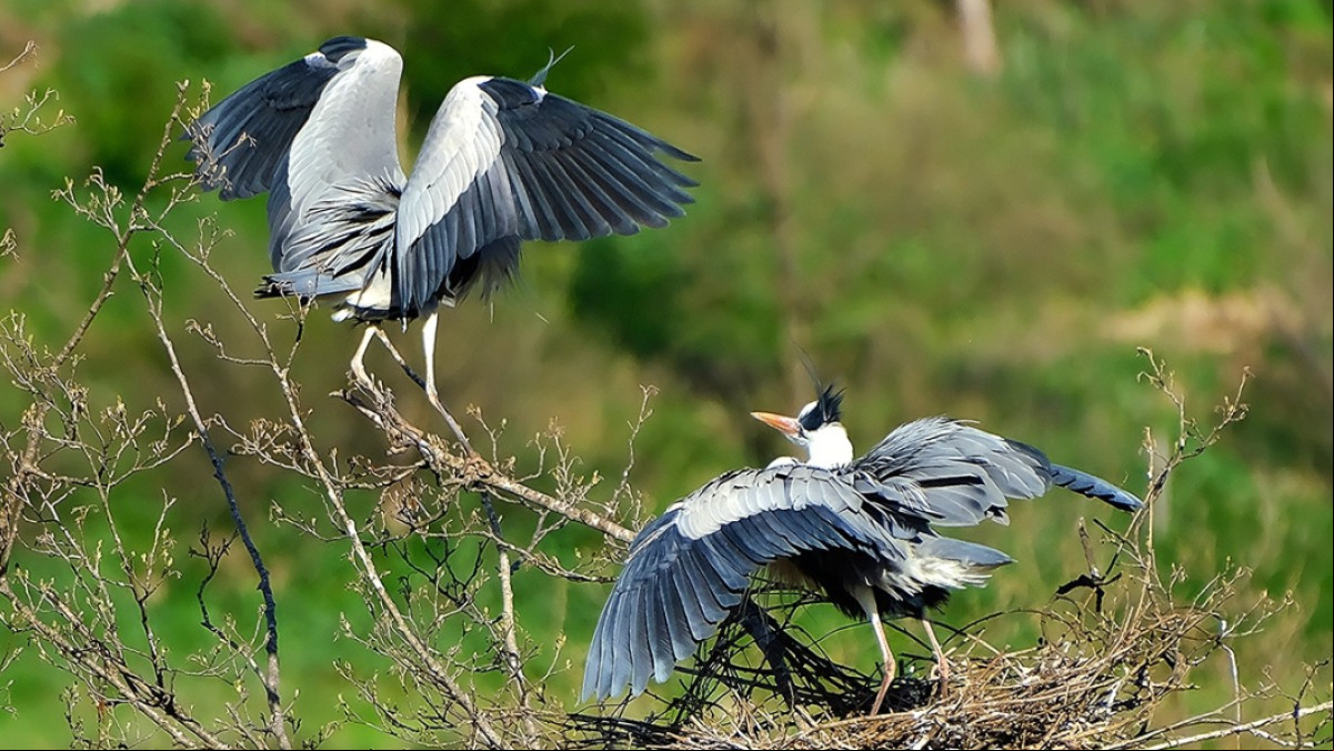 El paseo de las aves del Ter