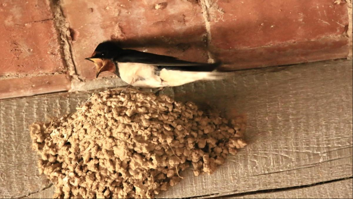 La golondrina orgullosa de su nido
