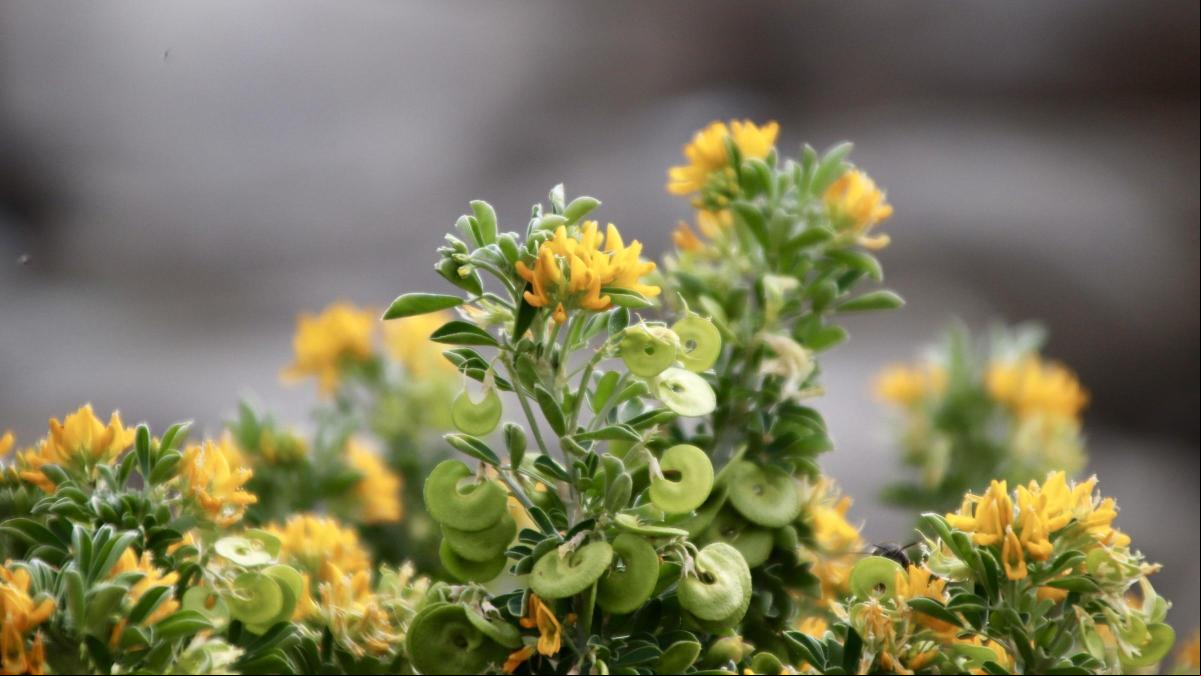 La primavera florece también junto al mar