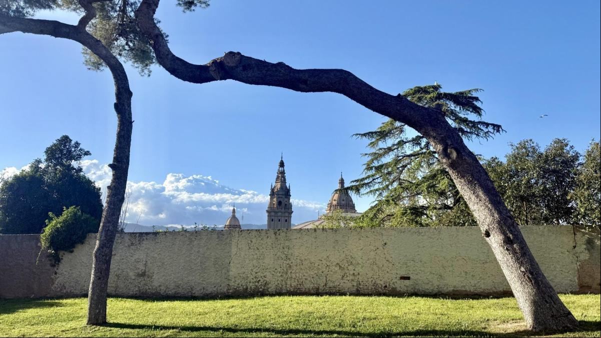 Los pinos torcidos del Palacio Nacional