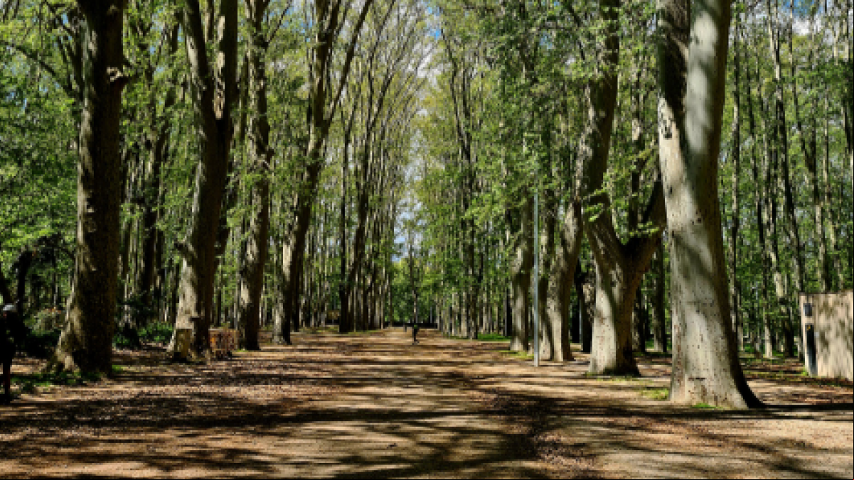 Primavera a la sombra en la Devesa