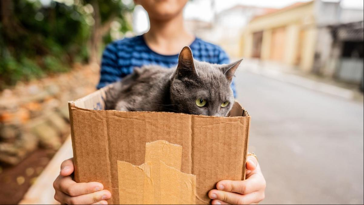 ¿Has encontrado gatitos en la calle? Guía completa para saber qué hacer (y qué no)