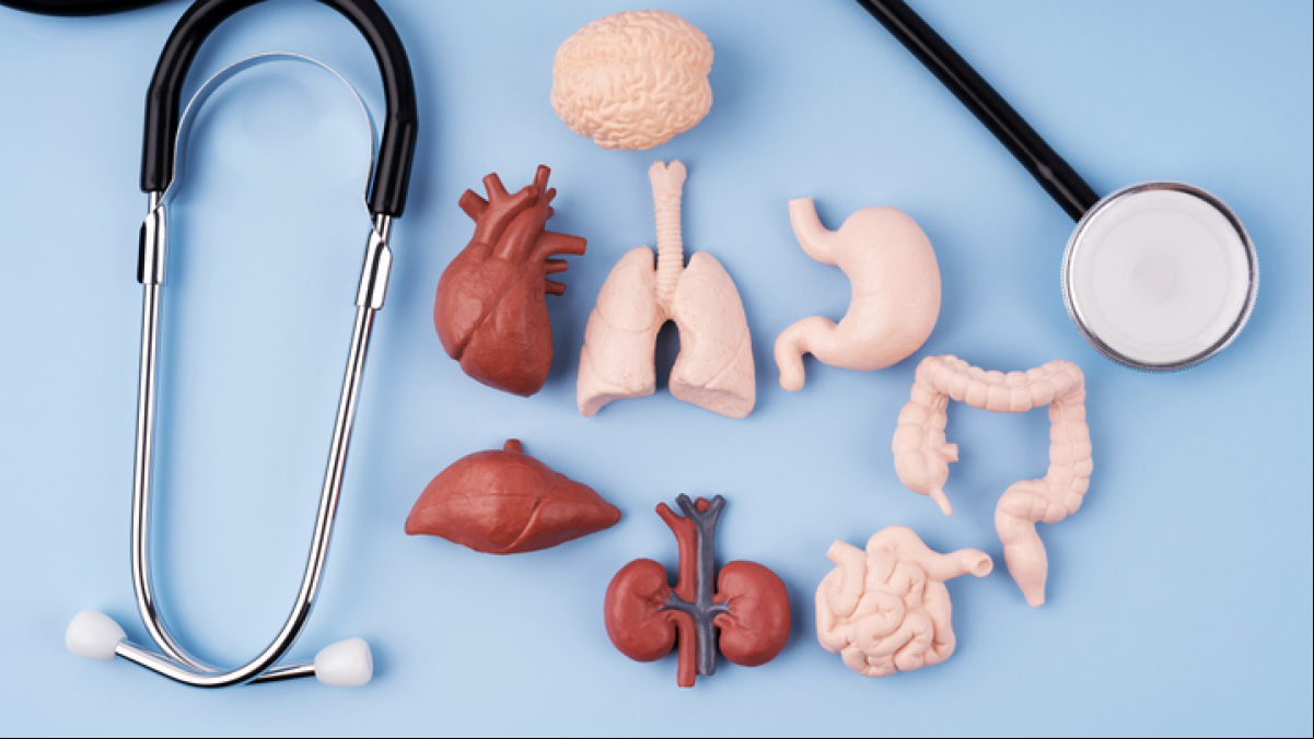 Descubre cómo la ciencia está ampliando los límites de los trasplantes